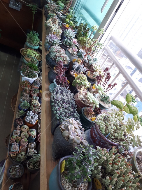 다육,다육식물,다육이,베란다,다육이키우기,실내용화초,화분,화초,house plant