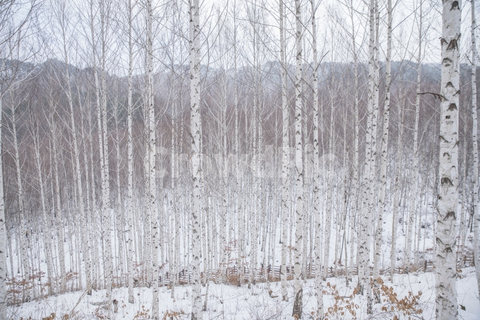 풍경,겨울,나무,숲,자작나무,겨울,계절,winter,season,자연,풍경,nature,landscape,식물,plants,나무,trees,wood,outdoors,옥외,snow,눈