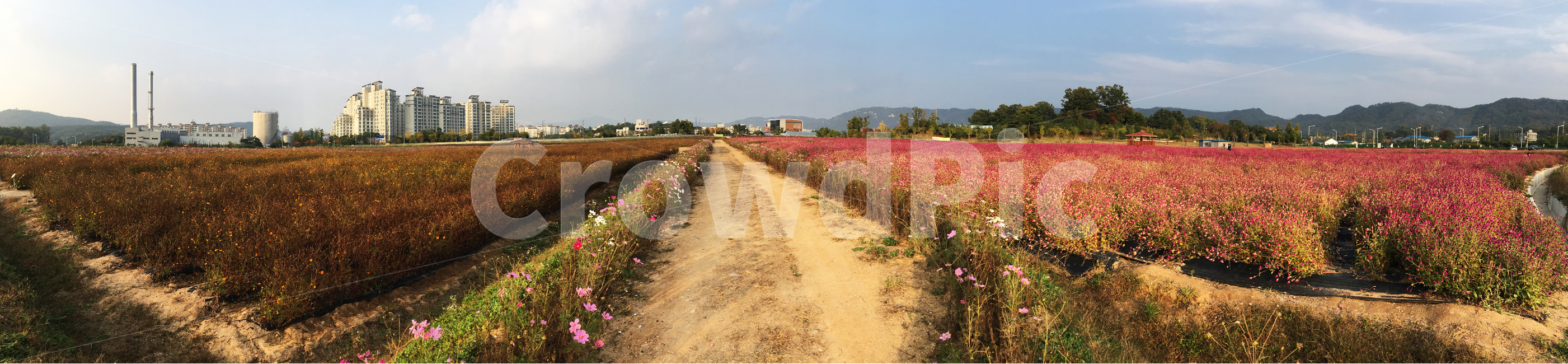 파노라마,가을,풍경,꽃길,배경,가을,계절,fall,autumn,season,자연,풍경,nature,landscape,한국자연풍경,한국자연경관,korea nature landscape,outdoors,옥외,ground,바닥