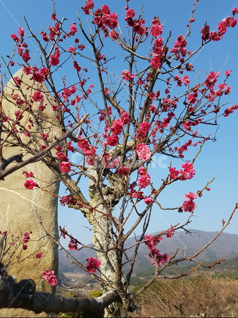 식물,꽃,flower,홍매화,plant,식물,자연,plants,nature,꽃,flower