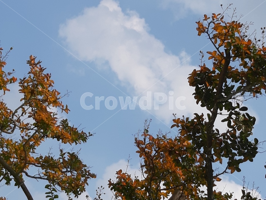 plant,leaf,잎,나무,하늘,tree,sky,가을,가을,계절,fall,autumn,season,식물