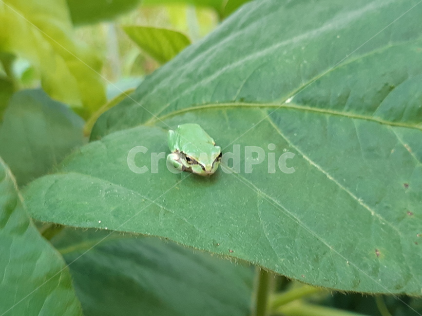 청개구리,animal,개구리,동물,곤충,파충류,양서류,reptile,amphibian