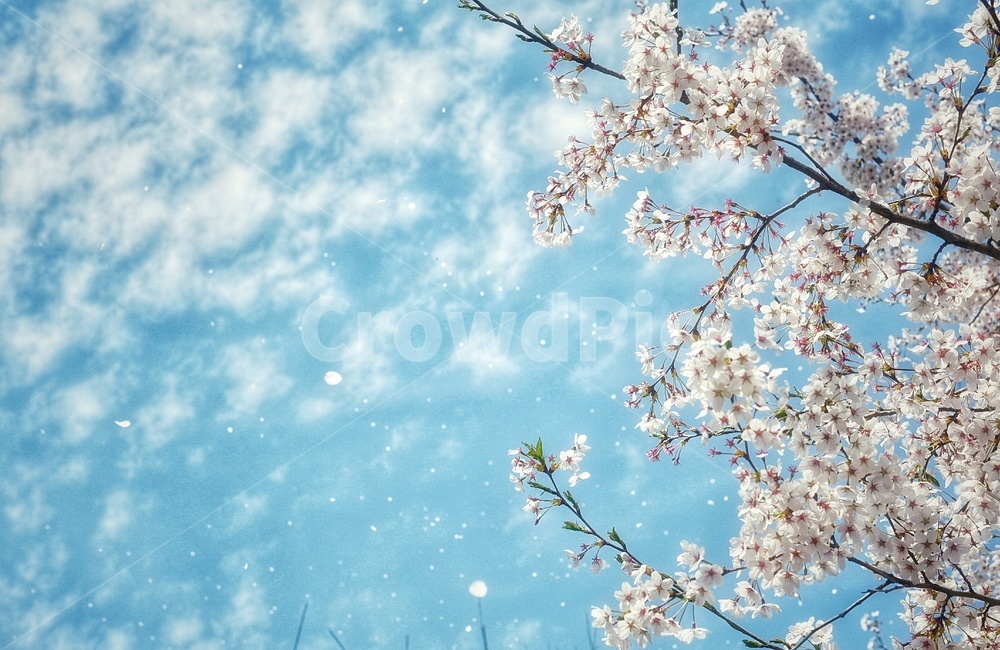 벚꽃,꽃,하늘,감성,색감,봄,계절,spring,season,식물,자연,plants,nature,꽃,flower,plant