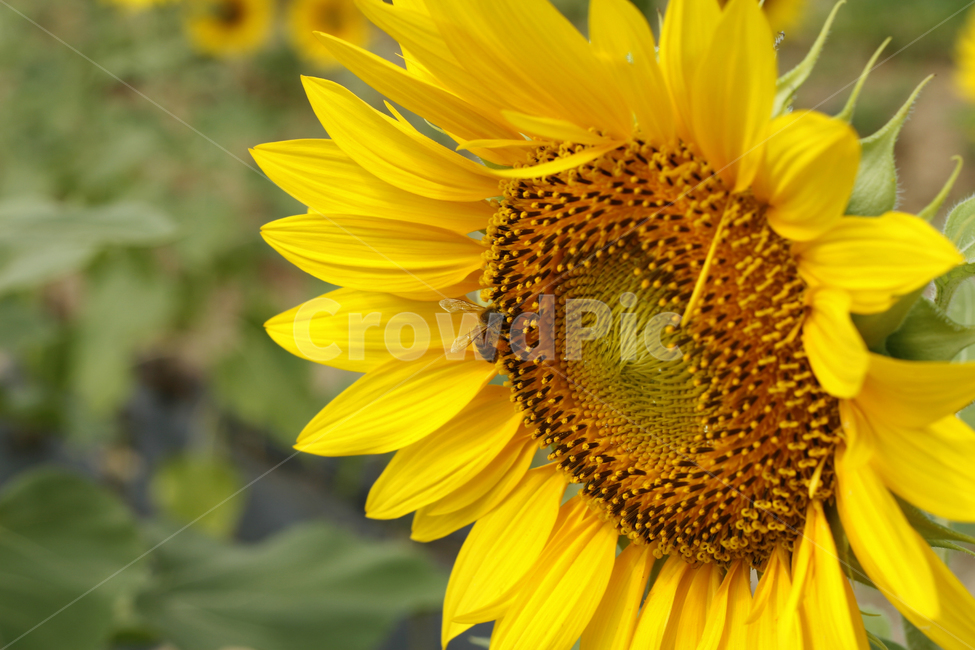 해바라기,여름,해바라기꽃,식물,해바라기씨,꽃잎,벌,여름,계절,summer,season,가을,fall,autumn,식물,자연,plants,nature,꽃,flower,동물,animal,곤충,벌레,insect,bug,plant,blossom
