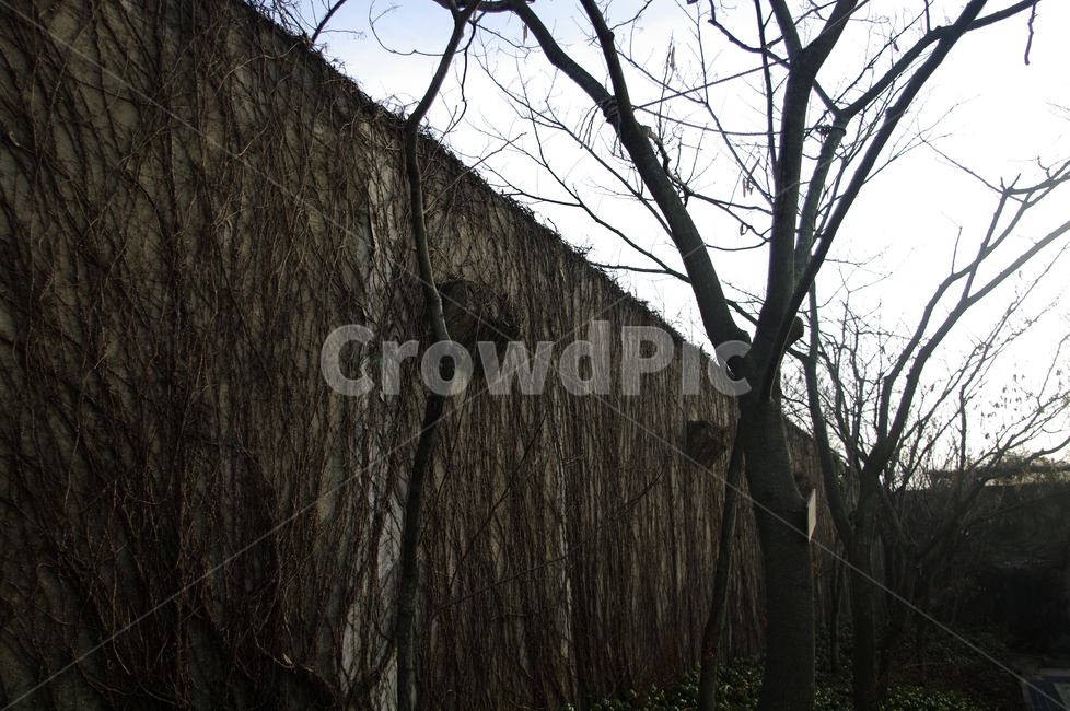 겨울,나무,식물,plant,하늘,벽,식물,자연,plants,nature,나무,trees,wood