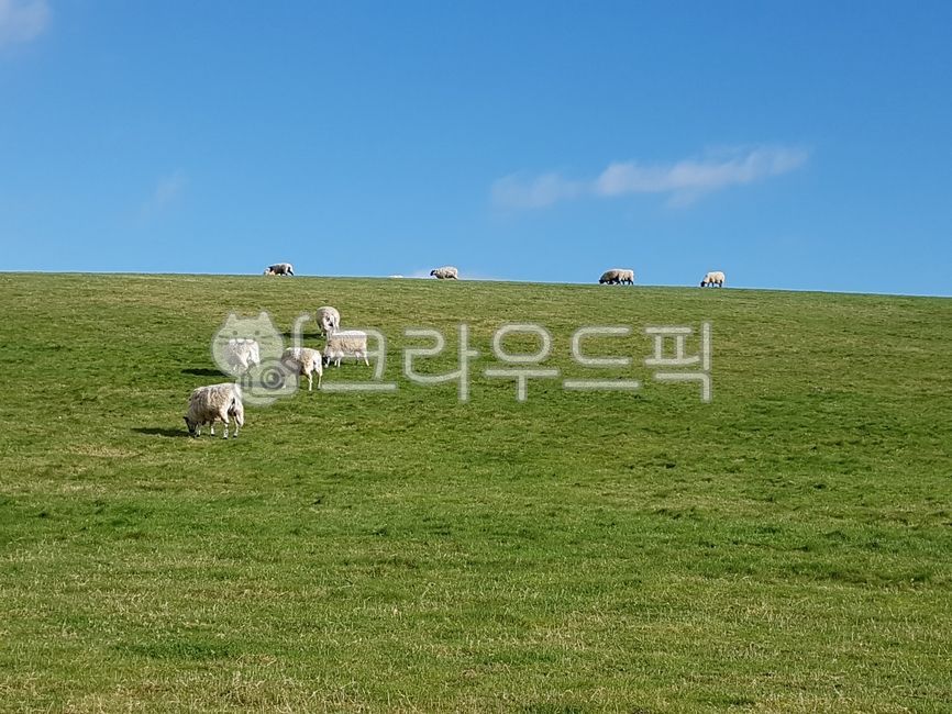 들판,푸른들판,양,하늘,파란하늘,초원,들,sheep,동물,자연,풍경,맑은하늘
