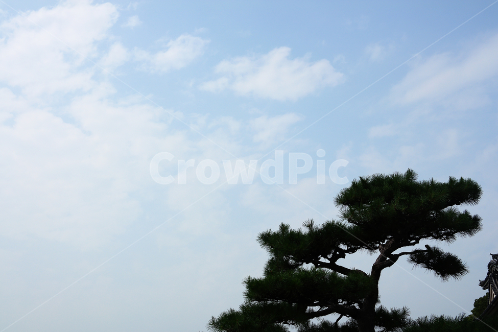 하늘,나무,구름,맑음,소나무,자연,풍경,nature,landscape,tree,plant,식물