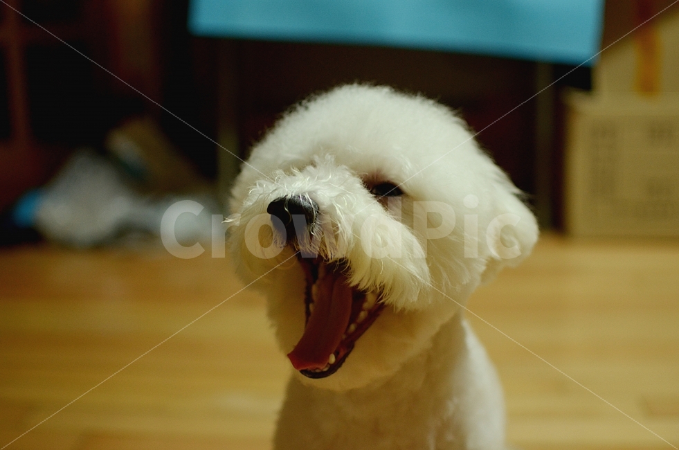 반려견,비숑프리제,애견,애완동물,동물,하품,동물,animal,포유류,mammal,개,강아지,dog,doggy