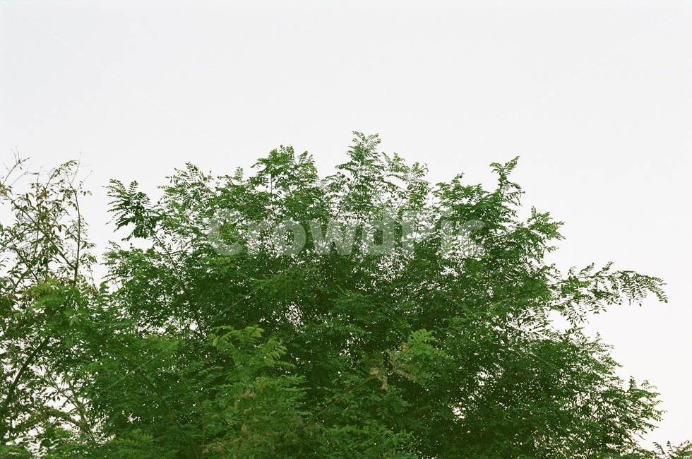 tree,나무,식물,풀,자연,식물,자연,plants,nature