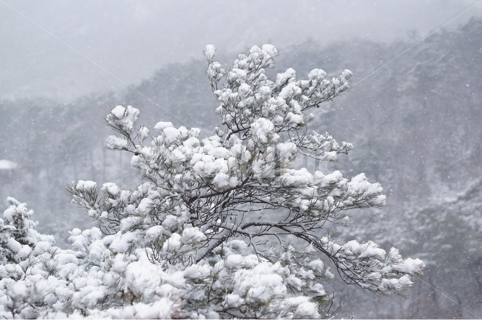 용봉산,겨울,눈,풍경,소나무,눈송이,겨울,계절,winter,season,식물,자연,plants,nature