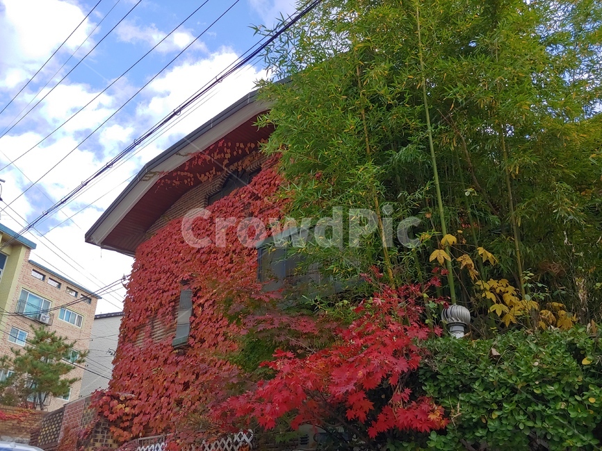 담쟁이,단독주택,빨간단풍,가을,담쟁이집,단풍,가을,계절,fall,autumn,season,건축물,건물외관,exterior,building,structure,architecture,construction,plant,식물,tree,나무,leaf,잎
