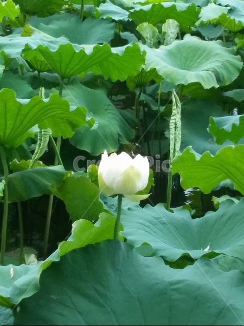 연꽃,연잎,연못,야외,자연,식물,자연,plants,nature,꽃,flower