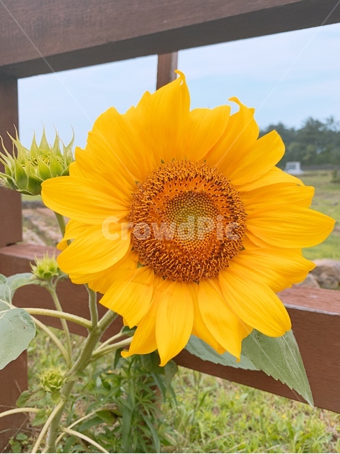 해바라기,해바라기꽃,꽃,sunflower,여름해바라기