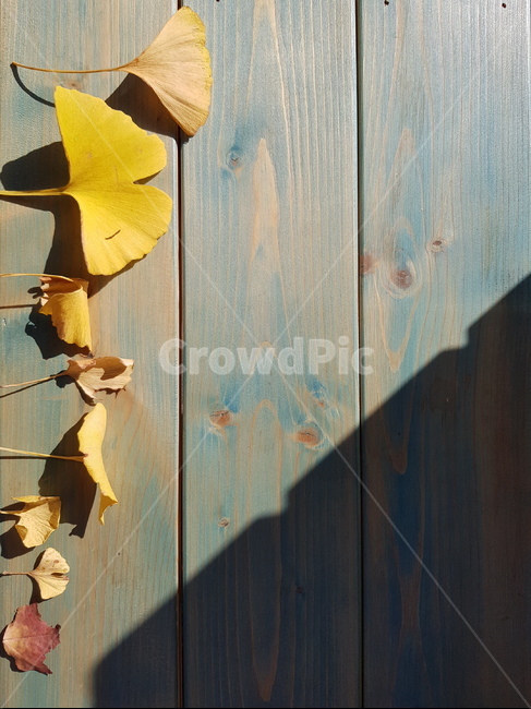 은행잎,leaf,잎,plant,식물,우드,여럿이,낙옆