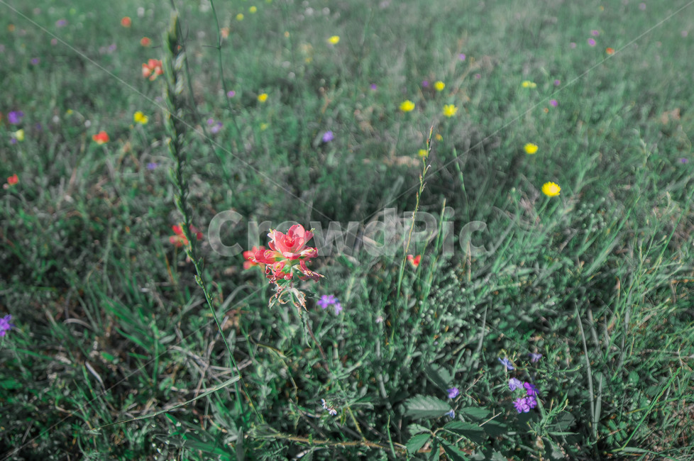 plant,식물,야외,들꽃,꽃,들판,식물,자연,plants,nature,꽃,flower