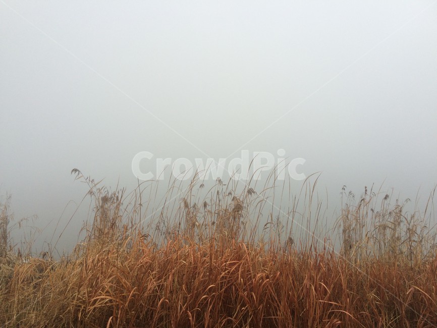 갈대,나뭇가지,안개,하늘,강,감성,식물,자연,plants,nature