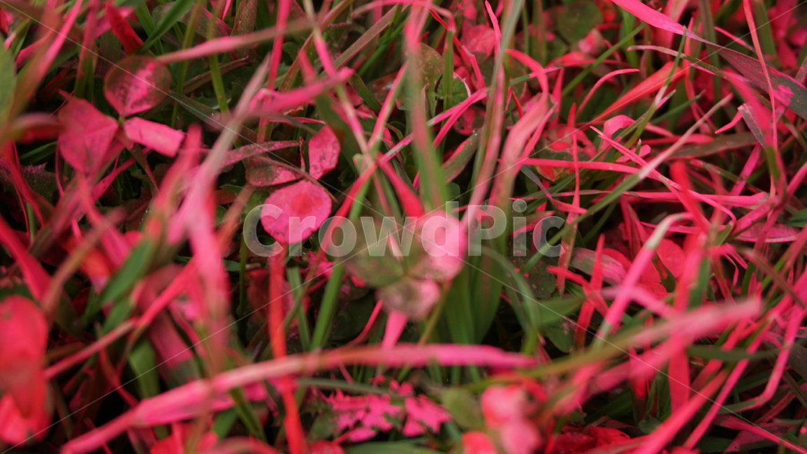 flower,nature,red,plant,green,garden,spring,leaf,pink,flowers,grass,color,summer,autumn,leaves,flora,macro,closeup,blossom,natural,purple,bloom,plants,beauty,forest,식물,식물,자연,plants,nature