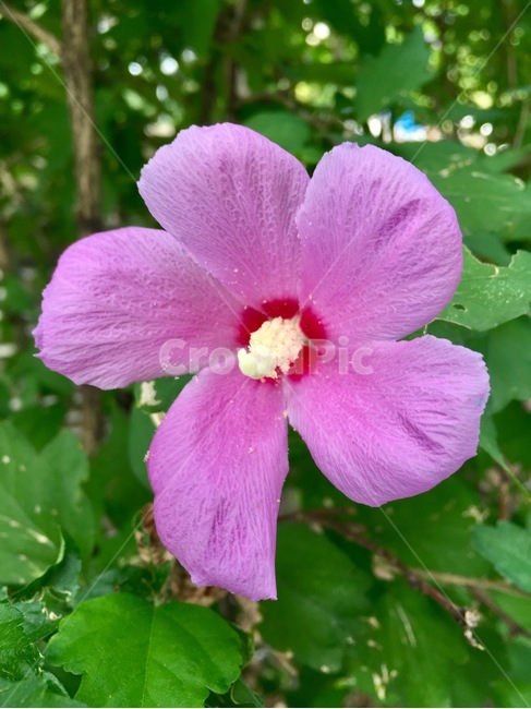 무궁화,국화,식물,자연,꽃,식물,자연,plants,nature,꽃,flower