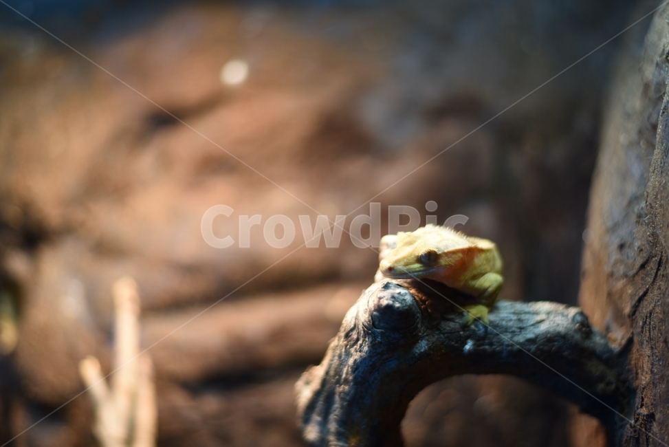 도마뱀,파충류,게코,크리스티드,뱀,동물,animal,파충류,양서류,reptile,amphibian,감성,sensible,feeling