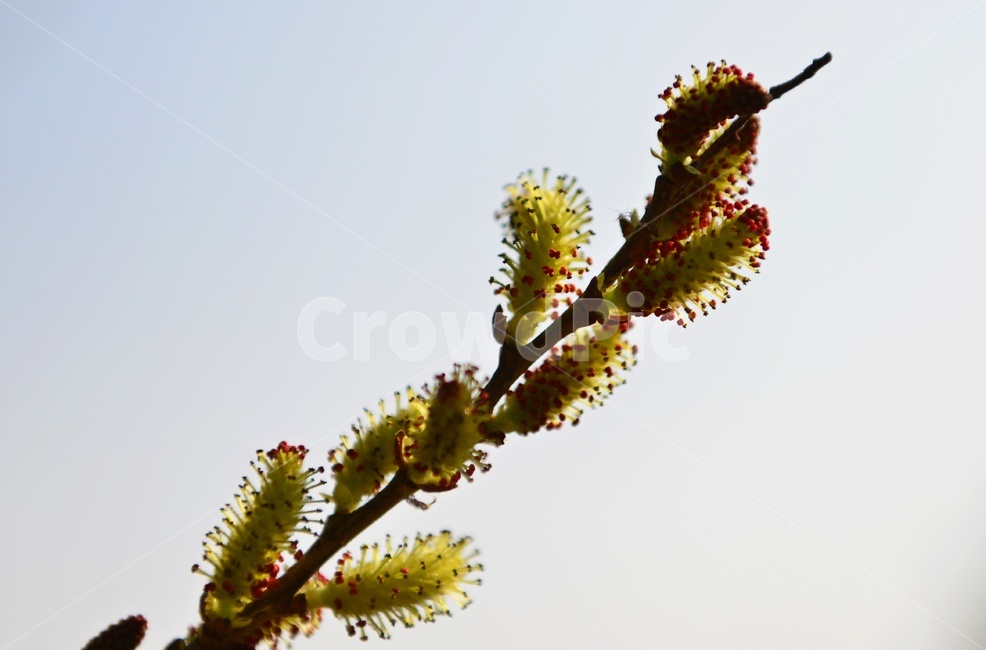 flower,sprout,새싹,blossom,꽃,plant,식물,bud,싹,버들강아지,봄,계절