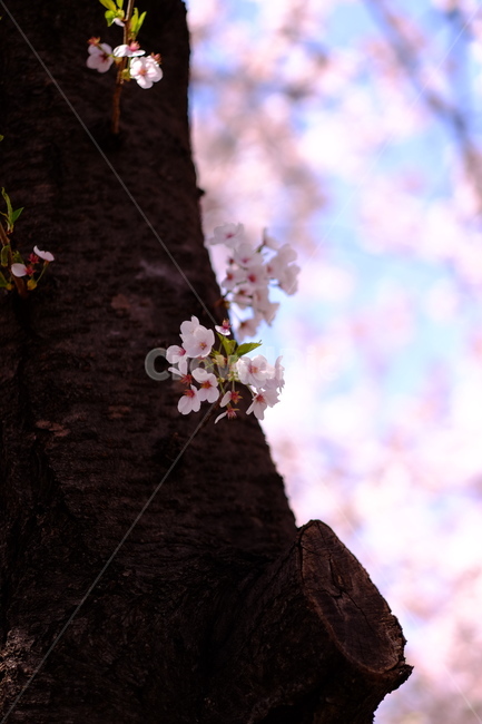plant,식물,flower,blossom,꽃,벚꽃,벚꽃나무,봄,계절,spring,season