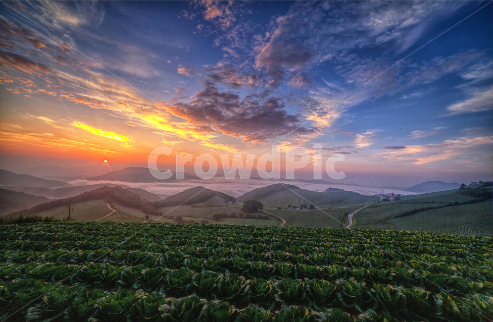 평창,일출,자연,풍경,안반덕,자연,풍경,nature,landscape,농업,농사,agriculture,farming,farming industry