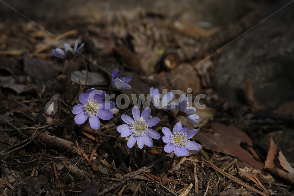 노루귀,청노루귀,야생화,봄야생화,설악산야생화,식물,자연,plants,nature,꽃,flower