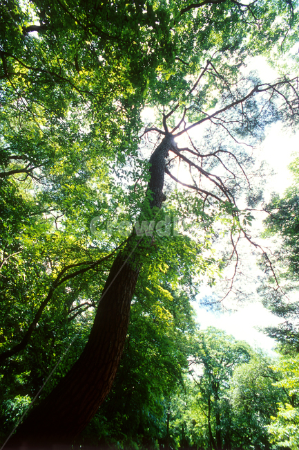 필름,필름사진,필름느낌,필름감성,산림,산림욕,숲,산책,힐링,자연,초록,햇살,시원,상쾌,쾌적,홀가분,자유,휴식,피톤치드,회복,치유,treetrunk,plant,tree,식물,자연,plants,nature,나무,trees,wood