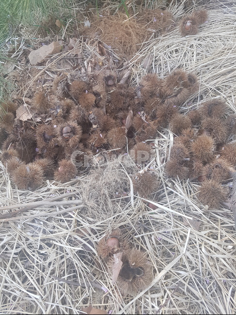 밤,깐밤,농사,시골,숲