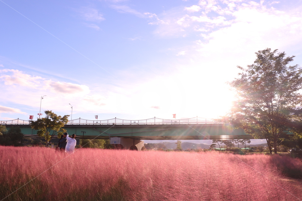 안동,핑크뮬리,햇빛,역광,꽃,flower,pink,산책로,분위기,햇살,따뜻함,분홍,가을,계절,fall,autumn,season,사람,인물,인간,human,person,연인,커플,사랑,lover,couple