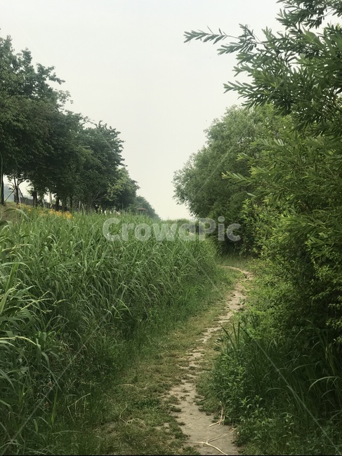 탄천,나무,오솔길,자연,배경
