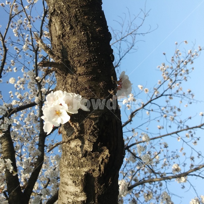 cherryblossom,나무줄기,벚꽃,꽃,봄
