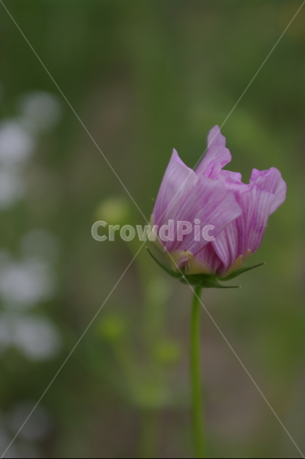 꽃,flower,식물,plant,자연,nature