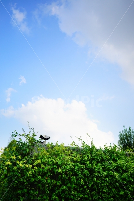 하늘,구름,풍경,푸름,감성,파랑,초록,풀,담쟁이덩굴,편지지,배경,sky,cloud,landscape,sensitivity,sensibility,blue,green,letterpaper,postcard,grass,자연,풍경,nature,landscape,animal,동물,bird,새