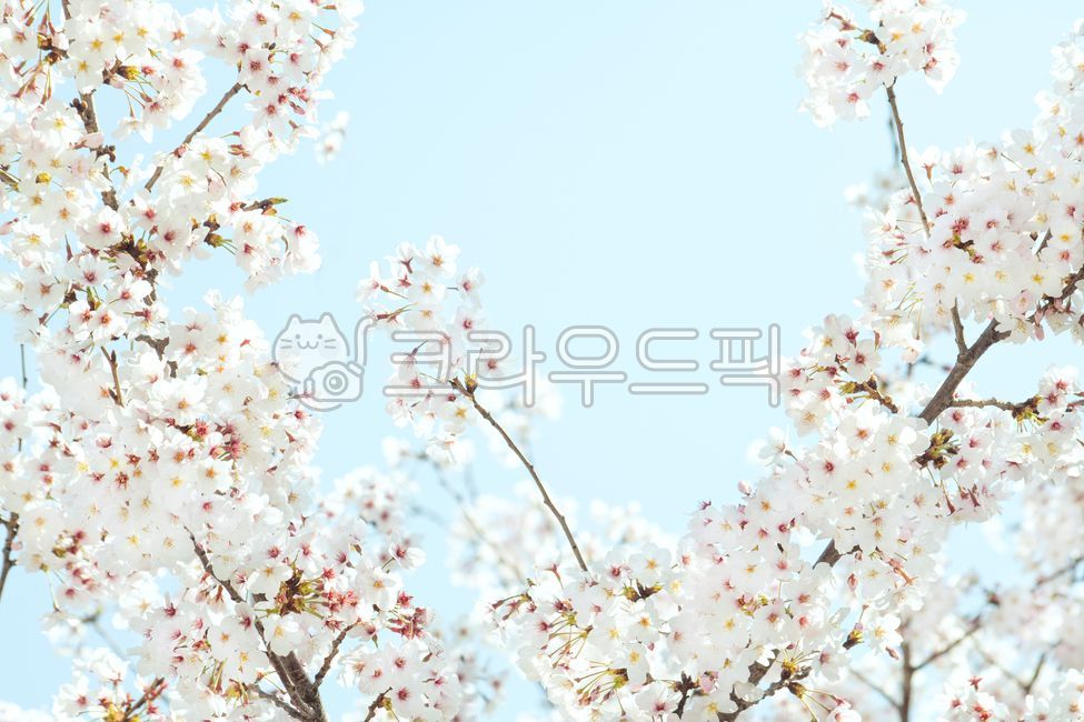 Spring,cherry blossoms,cherry tree,flower viewing,spring news,cherry blossom tree,sky,clear,weather,march,april,blossom,nature,bloom,season,tree,plant,flower,natural,pink,background,landscape,full bloom,sky blue,pink,petal,outdoo