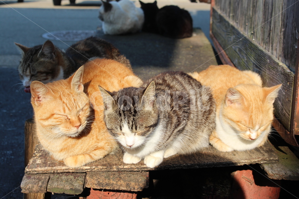 고양이섬,아이노시마,고양이,길냥이,cat,straycat,동물,동물,animal,포유류,mammal,고양이,cat,kitten,kitty