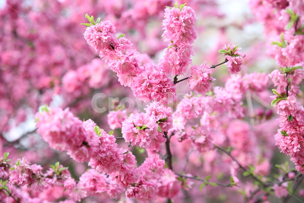 봄,분홍,분홍꽃,V,진달래,봄꽃,봄,계절,spring,season,식물,자연,plants,nature,꽃,flower,감성,sensible,feeling,plant,blossom