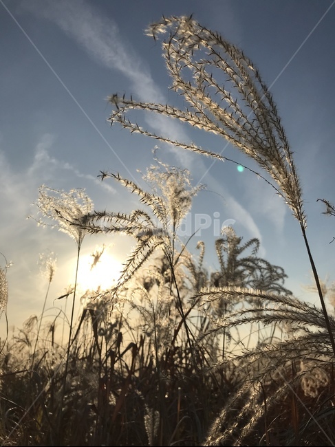 갈대,가을,갈대밭,감성,자연,하늘,자연,풍경,nature,landscape,grass,잔디,plant,식물