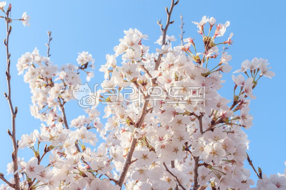 sky,Cherry Blossom,nature,flowering,full bloom,flower,spring,bloom,refreshing,background,season,wide open,gay