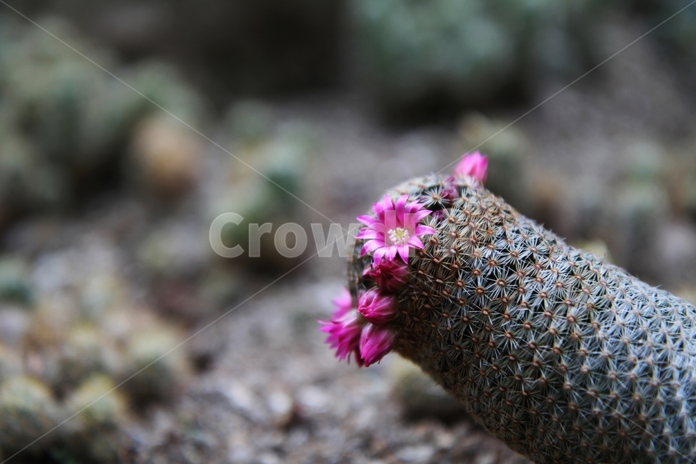 선인장,꽃,식물,자연,감성사진,식물,자연,plants,nature,꽃,flower