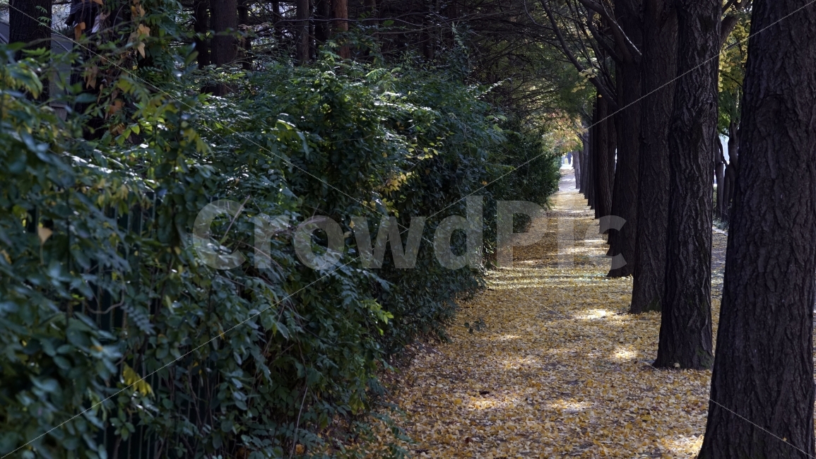 과천,낙엽,가을,단풍,도로,은행,가을,계절,fall,autumn,season,자연,풍경,nature,landscape,road,gravel,자갈,dirt road,흙길,plant,식물,tree,나무