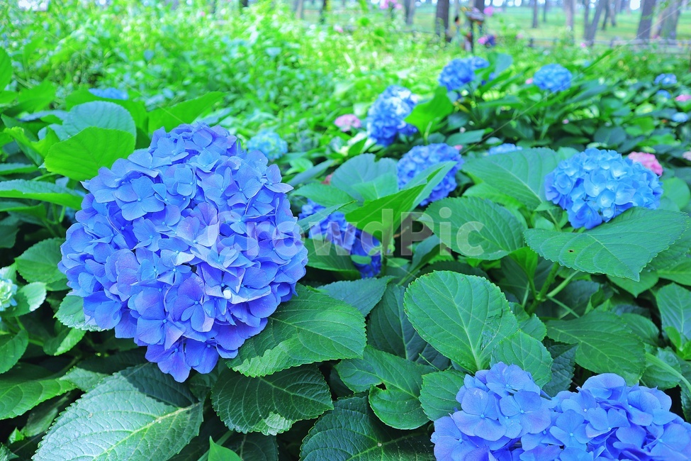 수국,여름,자연,꽃,식물,식물,자연,plants,nature,꽃,flower