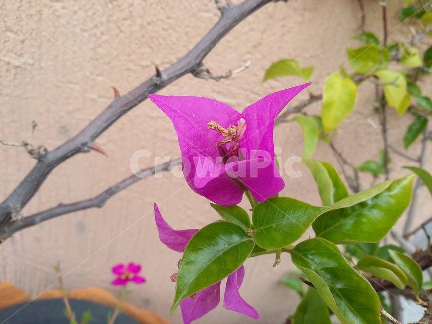 plant,식물,flower,꽃,자연,식물,자연,plants,nature,꽃,flower