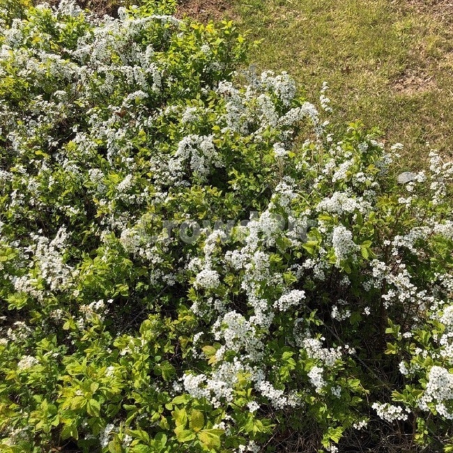 꽃,flower,봄,꽃길,길가,나무,식물,자연,plants,nature,꽃,flower