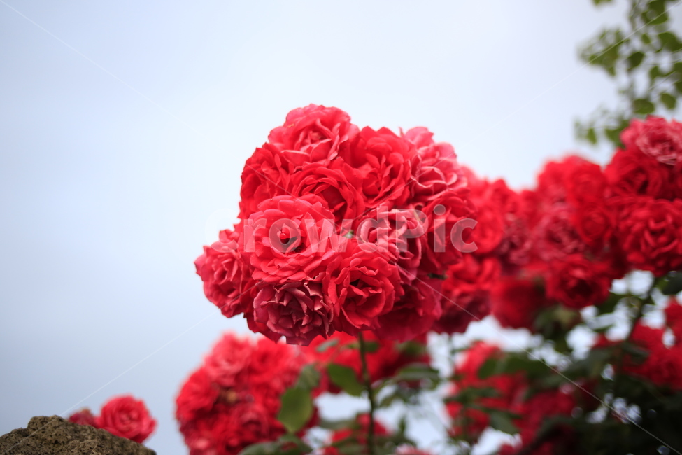 장미,들장미,빨강,꽃,식물,식물,자연,plants,nature,꽃,flower