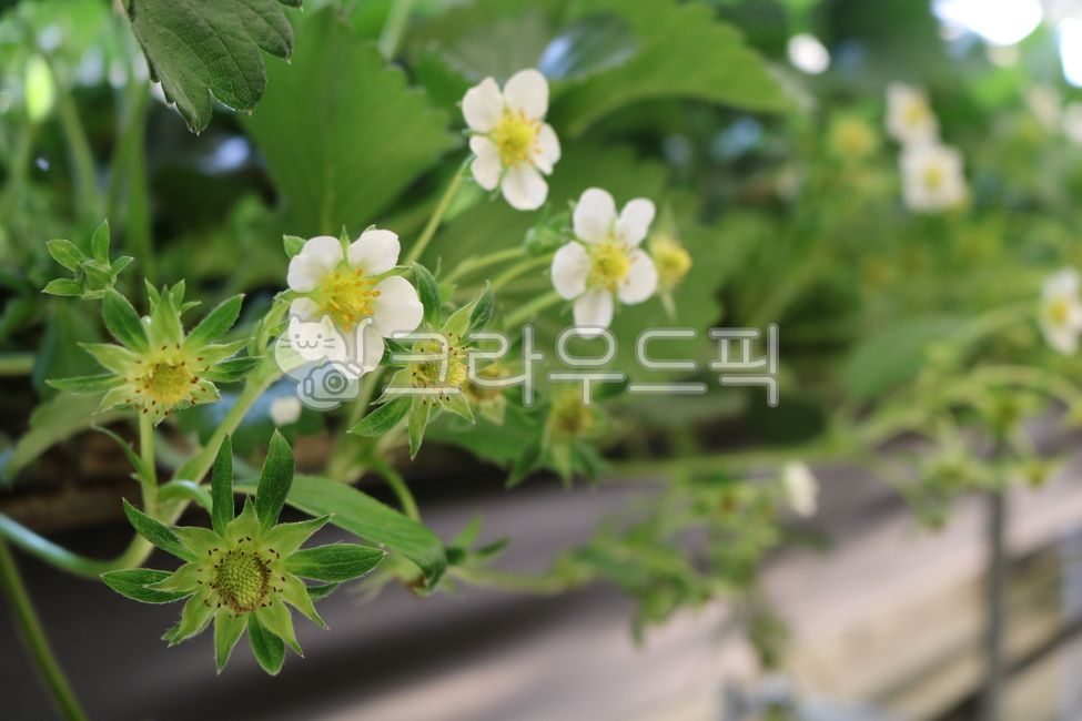 딸기꽃,딸기수정,딸기,딸기꽃잎,딸기꽃수정