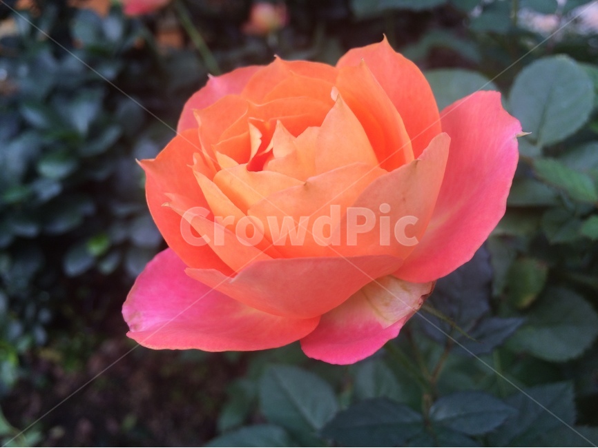 장미,주황장미,꽃한송이,장미한송이,꽃잎,식물,자연,plants,nature,꽃,flower