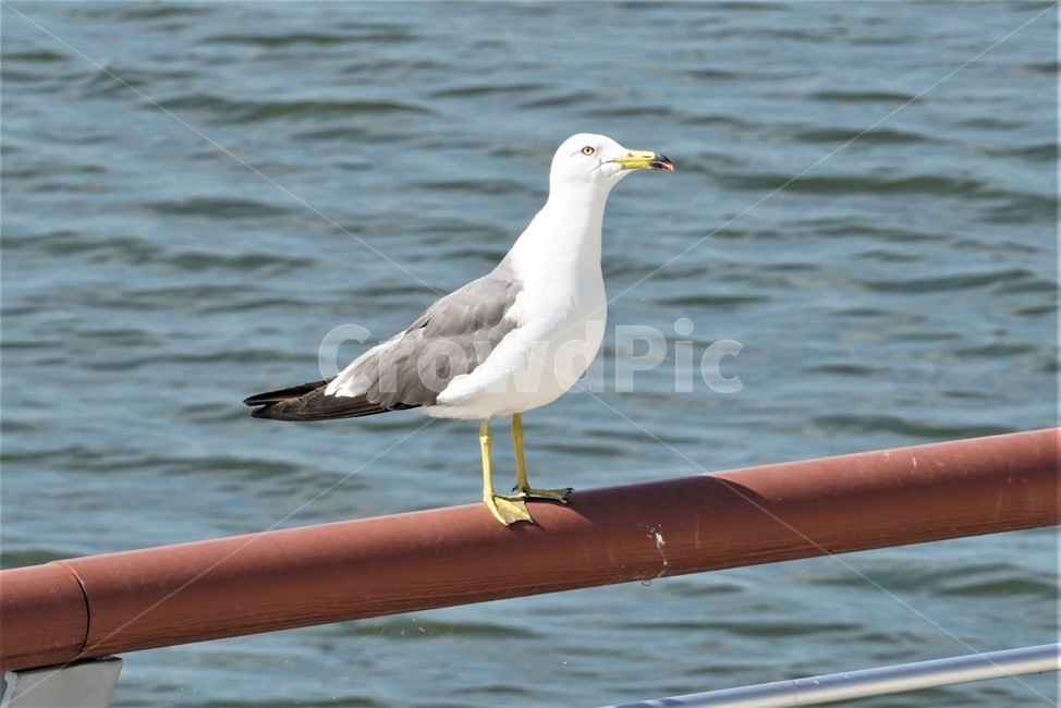 갈매기,도요목,commongull,새,조류,물새류,gull,괭이갈매기
