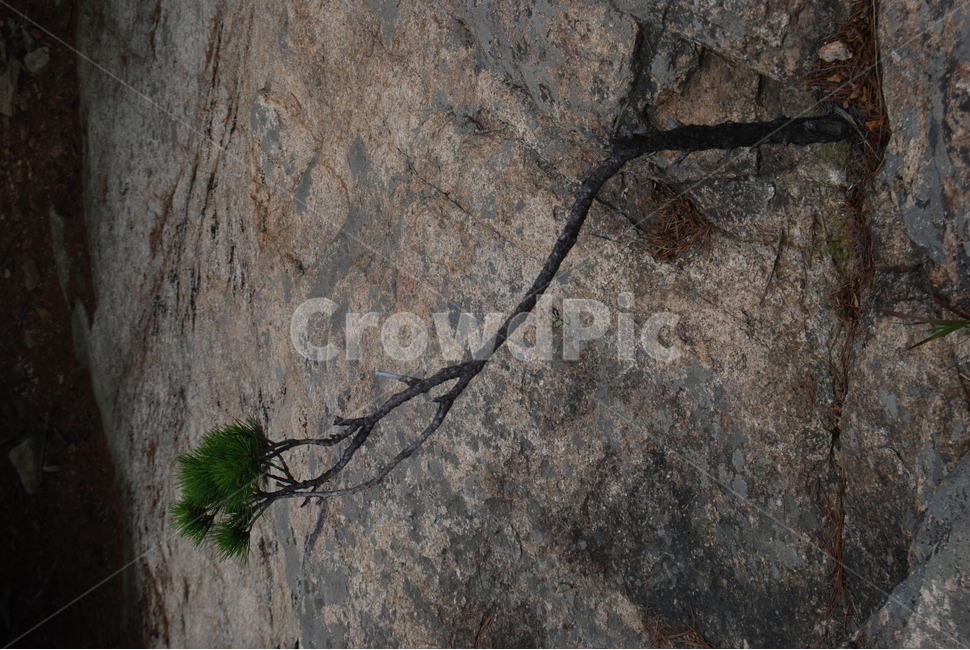 돌,바위,자연,나무,탐방로,자연,풍경,nature,landscape