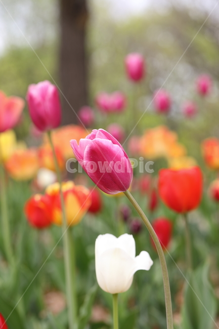 꽃,튤립,꽃밭,봄,계절,자연,색깔,tulips,flower,nature,season,spring,park,field,colors,colorful
